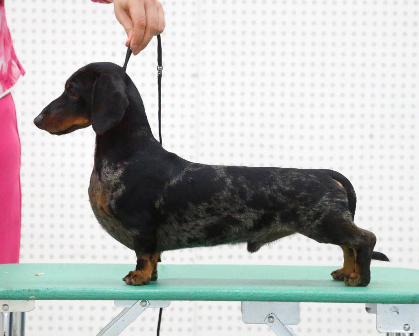 Champion Mini Dachshund Stud Dog