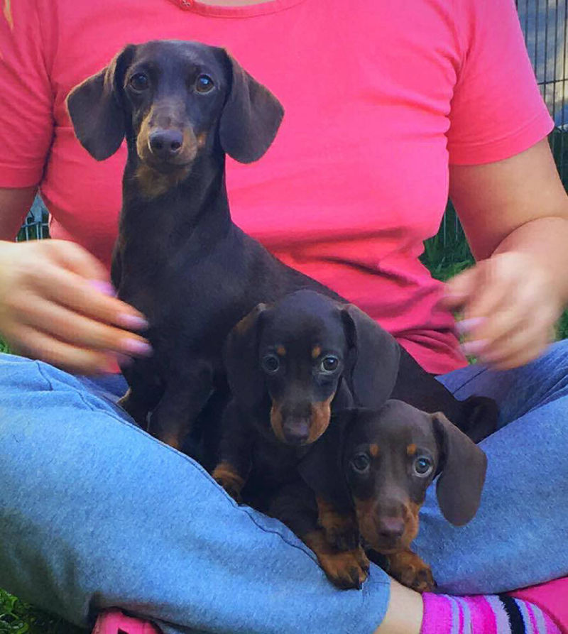 Chocolate Doxies
