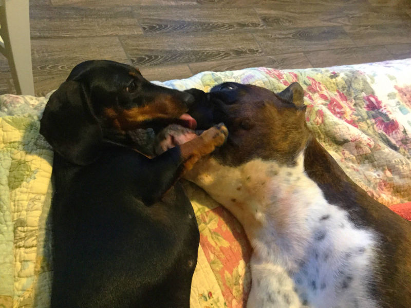 Dachshunds with large dogs